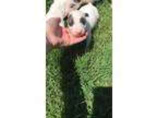 Bull Terrier Puppy for sale in Ingalls, KS, USA