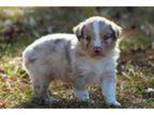 Miniature Australian Shepherd Puppy for sale in Weir, MS, USA
