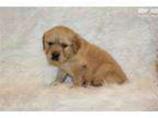 Golden Retriever Puppy for sale in Rockford, IL, USA