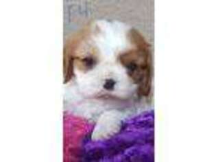 Cavalier King Charles Spaniel Puppy for sale in Hudson, FL, USA