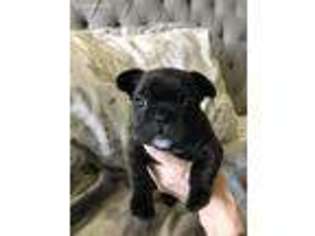 French Bulldog Puppy for sale in Eagle, ID, USA