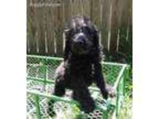 Labradoodle Puppy for sale in Spring Hill, FL, USA