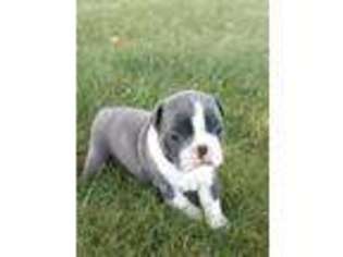 Boston Terrier Puppy for sale in Wauseon, OH, USA