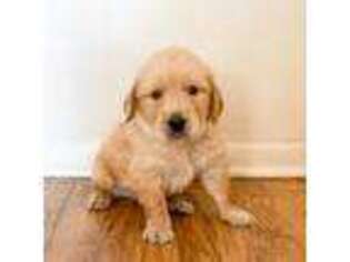 Golden Retriever Puppy for sale in Bloomfield, NJ, USA