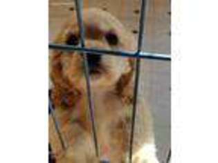 Cocker Spaniel Puppy for sale in Randleman, NC, USA