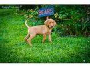 Vizsla Puppy for sale in Indianapolis, IN, USA