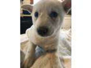 Canaan Dog Puppy for sale in Perkinsville, VT, USA