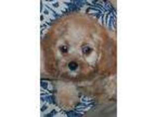 Cavapoo Puppy for sale in Washougal, WA, USA