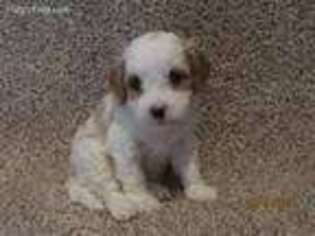 Cavapoo Puppy for sale in Newmanstown, PA, USA