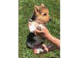 Pembroke Welsh Corgi Puppy for sale in Eighty Four, PA, USA