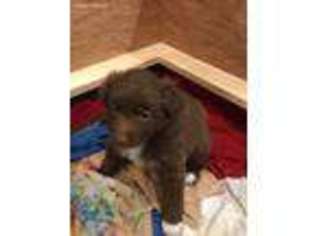 Miniature Australian Shepherd Puppy for sale in Piketon, OH, USA