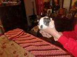 Boston Terrier Puppy for sale in Irvington, KY, USA