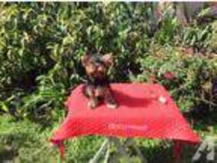Yorkshire Terrier Puppy for sale in HOLLYWOOD, FL, USA