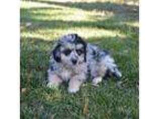 Mutt Puppy for sale in Show Low, AZ, USA
