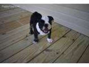 Bulldog Puppy for sale in Hays, NC, USA