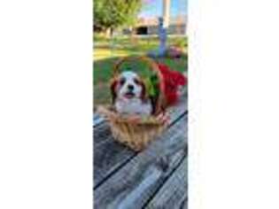 Cavalier King Charles Spaniel Puppy for sale in Versailles, MO, USA