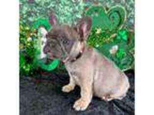 French Bulldog Puppy for sale in Wildomar, CA, USA