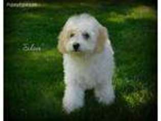 Cavapoo Puppy for sale in Halsey, OR, USA