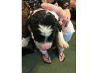 Bernese Mountain Dog Puppy for sale in Russellville, AR, USA