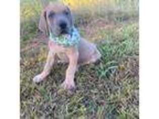 Great Dane Puppy for sale in Rosharon, TX, USA