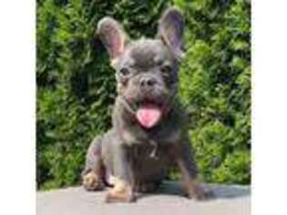 French Bulldog Puppy for sale in Minneapolis, MN, USA