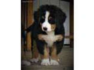 Bernese Mountain Dog Puppy for sale in Logansport, IN, USA