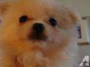 Pomeranian Puppy for sale in MARION, TX, USA