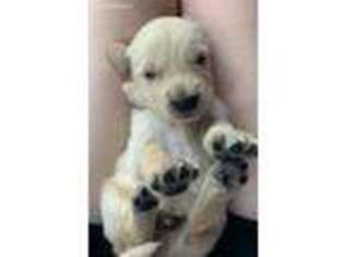 Golden Retriever Puppy for sale in Kirbyville, TX, USA