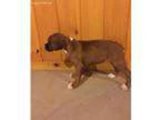Boxer Puppy for sale in Ararat, NC, USA