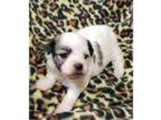 Coton de Tulear Puppy for sale in Mead, OK, USA
