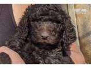 Goldendoodle Puppy for sale in Harrisburg, PA, USA