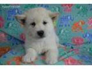 Alaskan Malamute Puppy for sale in Lunenburg, VT, USA