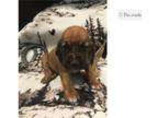 Bloodhound Puppy for sale in Little Rock, AR, USA