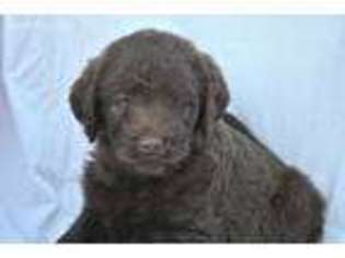 Labradoodle Puppy for sale in Elroy, WI, USA