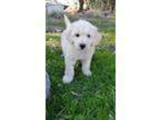 Goldendoodle Puppy for sale in Herald, CA, USA