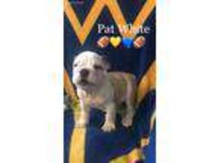 Bulldog Puppy for sale in Albright, WV, USA