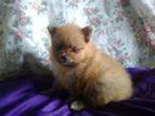 Pomeranian Puppy for sale in Loyal, WI, USA