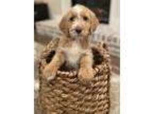 Goldendoodle Puppy for sale in Chandler, TX, USA