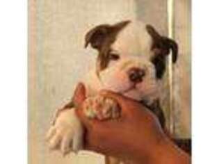 Bulldog Puppy for sale in Lexington, NE, USA