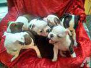 Bulldog Puppy for sale in SPRING, TX, USA