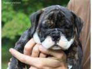 Bulldog Puppy for sale in Angier, NC, USA