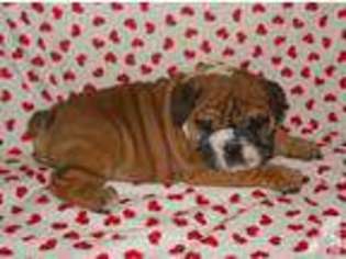 Bulldog Puppy for sale in RUDY, AR, USA