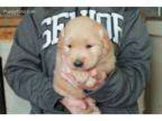Golden Retriever Puppy for sale in Westmoreland, TN, USA