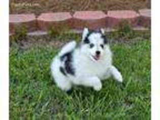 Siberian Husky Puppy for sale in Rock Hill, SC, USA