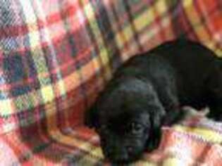 Labrador Retriever Puppy for sale in Craig, CO, USA