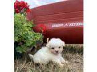 Maltese Puppy for sale in Erskine, MN, USA