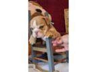 Bulldog Puppy for sale in Carteret, NJ, USA