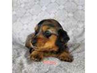 Dachshund Puppy for sale in Warrens, WI, USA