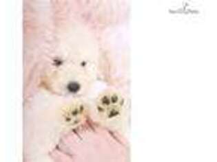 Goldendoodle Puppy for sale in Atlanta, GA, USA