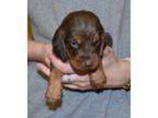 Bloodhound Puppy for sale in Gillsville, GA, USA